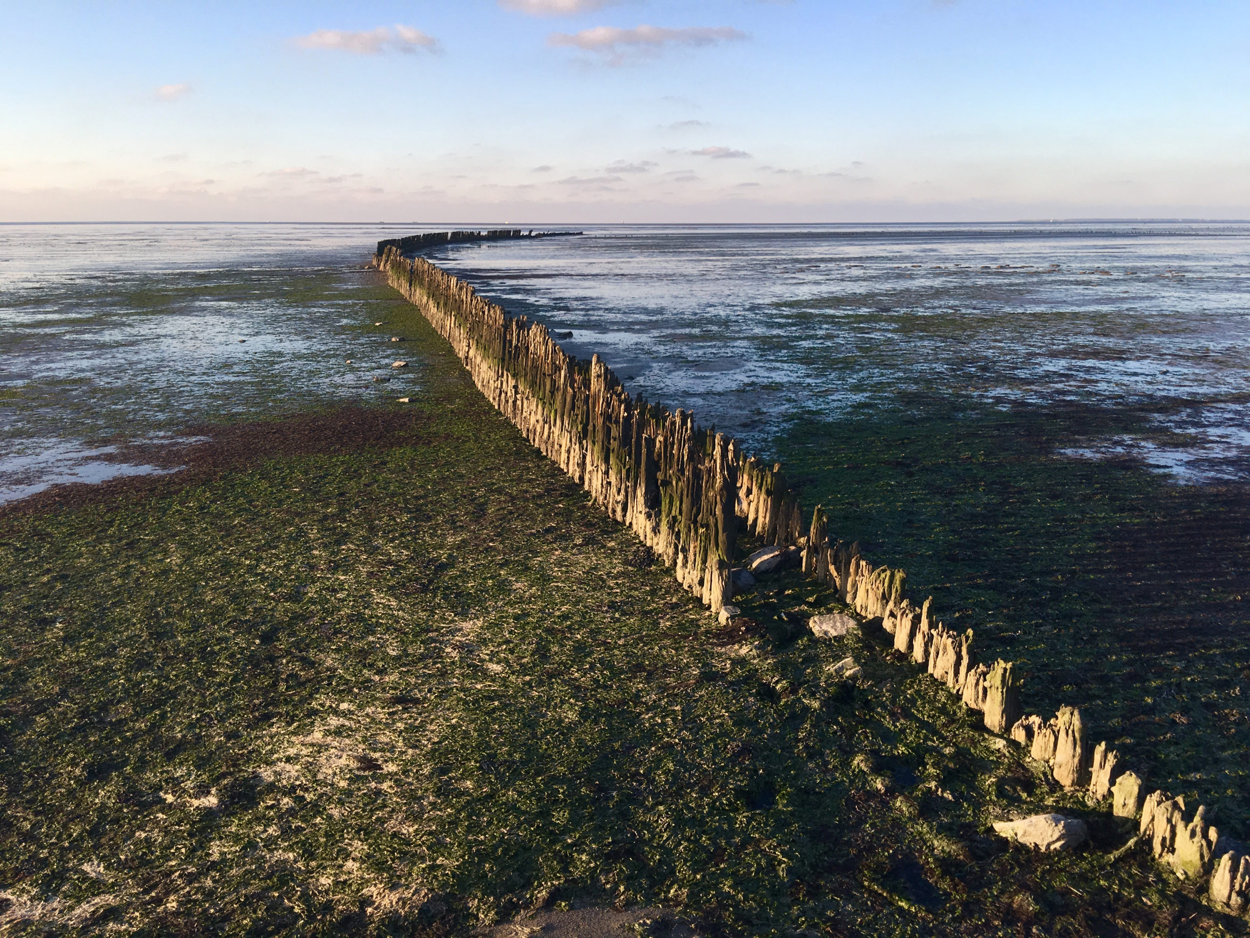 Wooden poles during low tide at the waddensea in Wierum Friesland The Netherlands